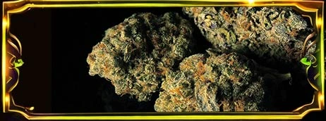 Fleurs Cbd à Alberville découvrez les Fleurs des fleurs à partir de 0€45/g parmis les moins cher de France